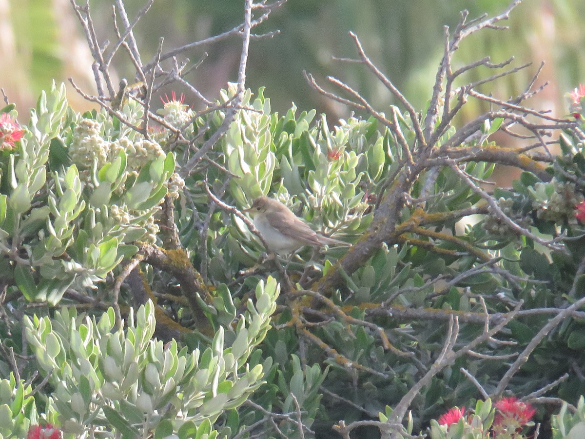 Melodious Warbler - ML640541294