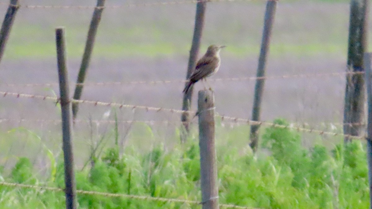 Cape Long-billed Lark (Cape) - ML640541298