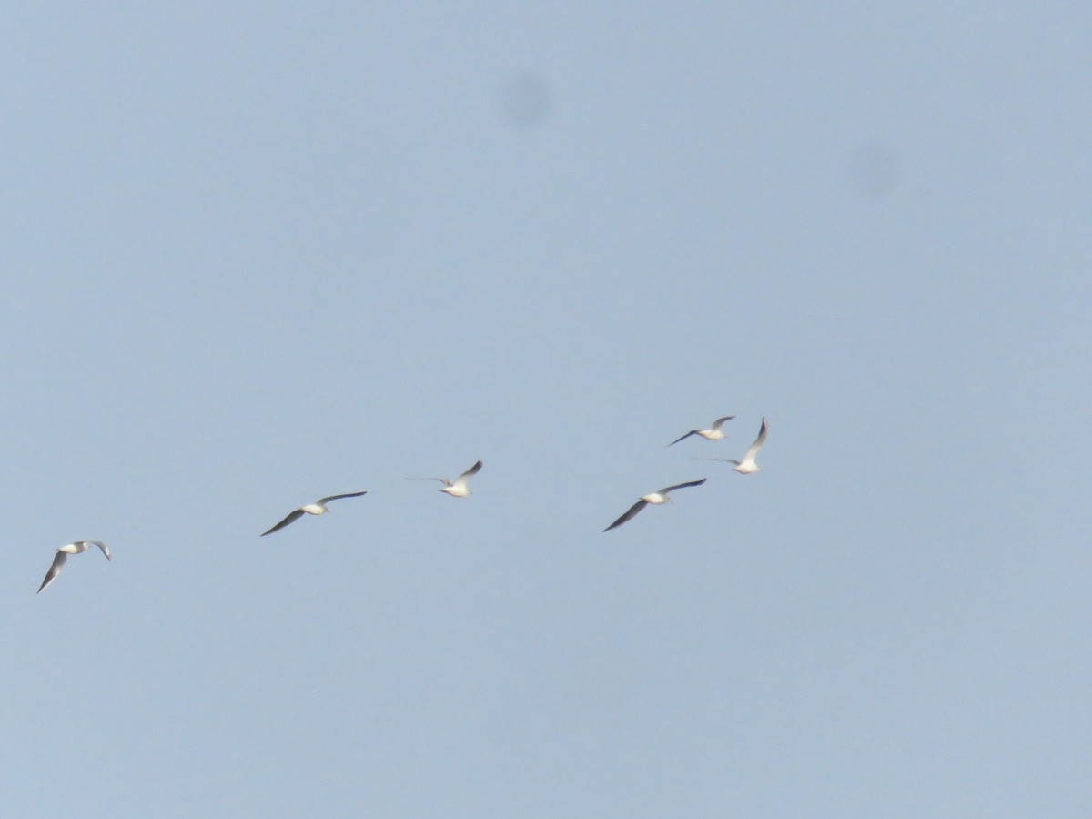 Black-headed Gull - ML640541306