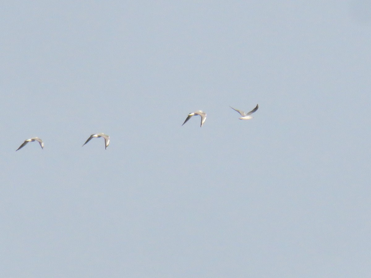 Black-headed Gull - ML640541307
