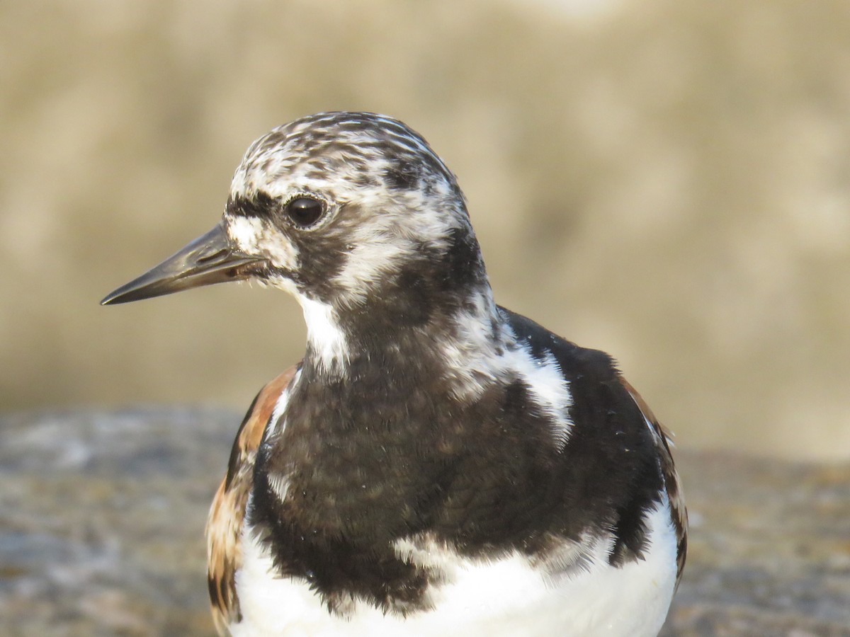 Ruddy Turnstone - ML640541318