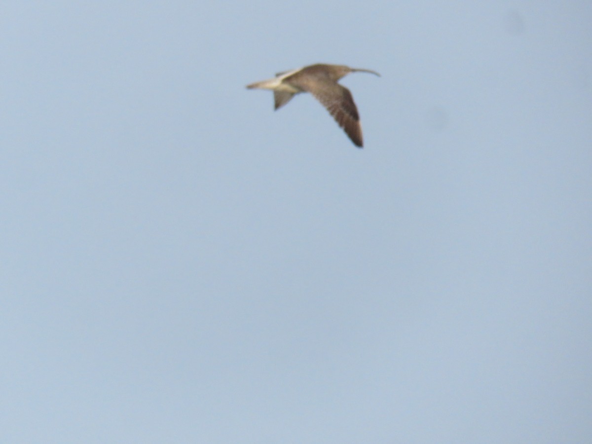 Whimbrel - ML640541351