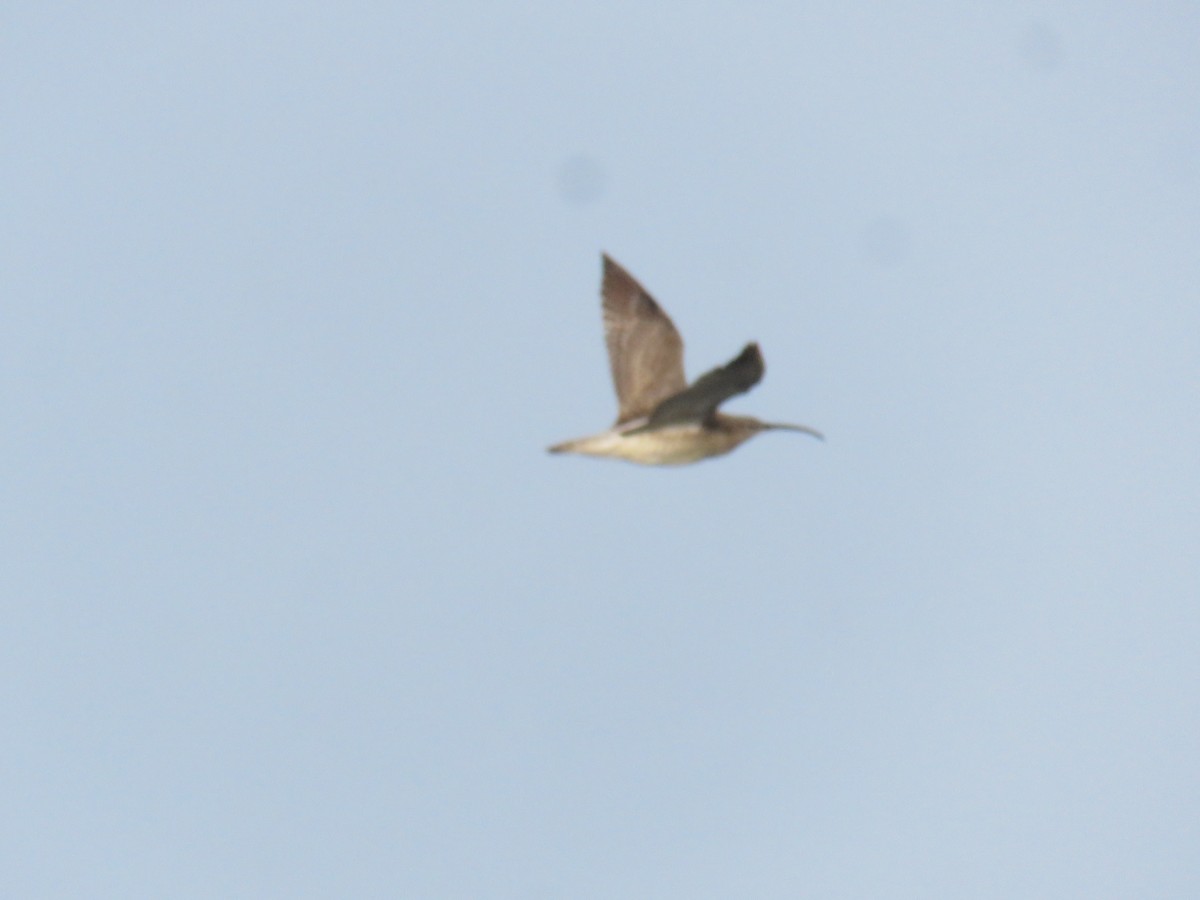 Whimbrel - ML640541353