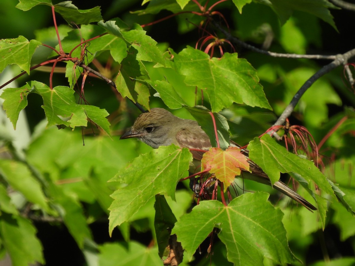 Great Crested Flycatcher - ML640541383