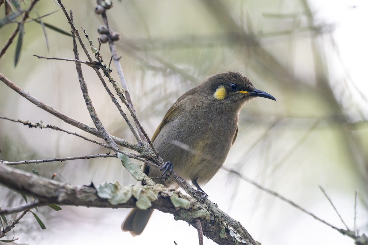 Cryptic Honeyeater - ML640541387