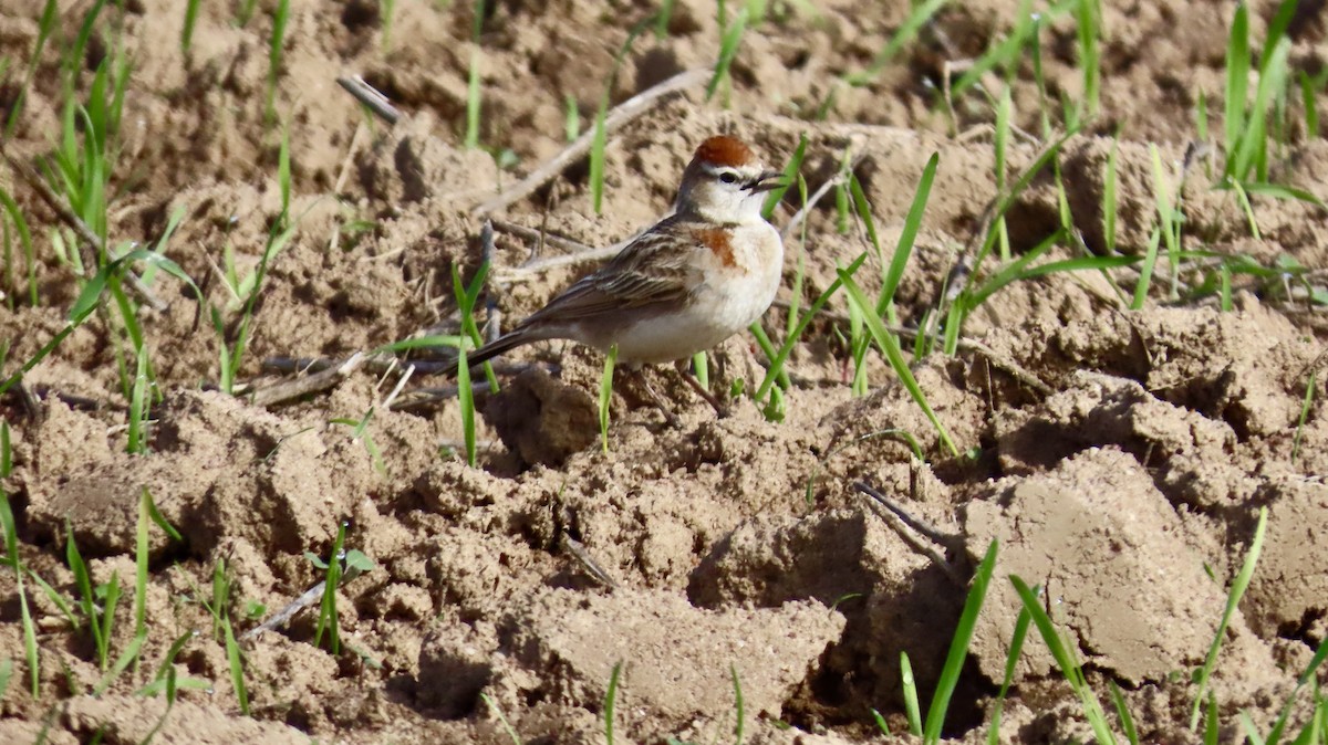 Red-capped Lark - ML640541388