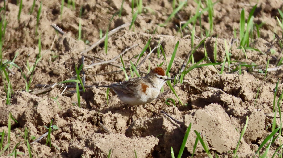 Red-capped Lark - ML640541395