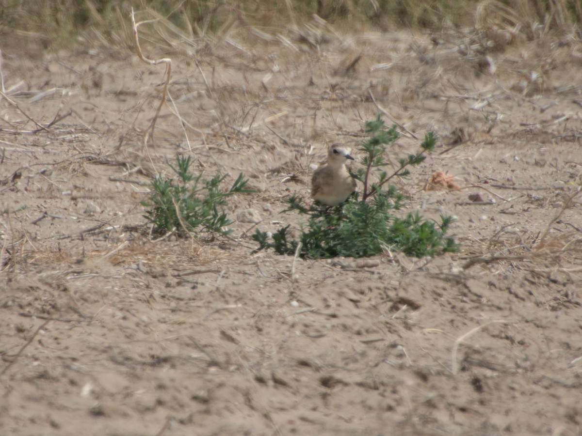 Mountain Plover - ML640541415