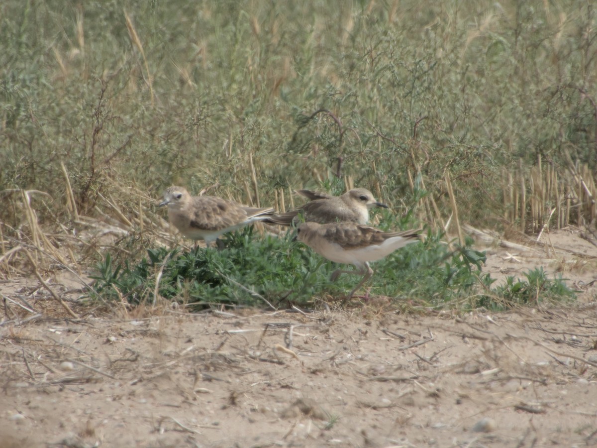 Mountain Plover - ML640541416