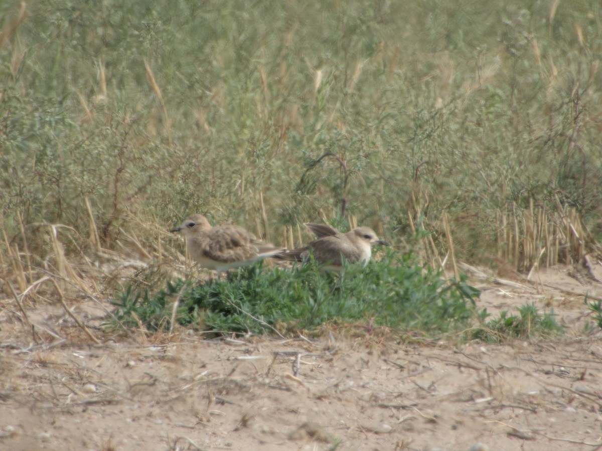 Mountain Plover - ML640541417