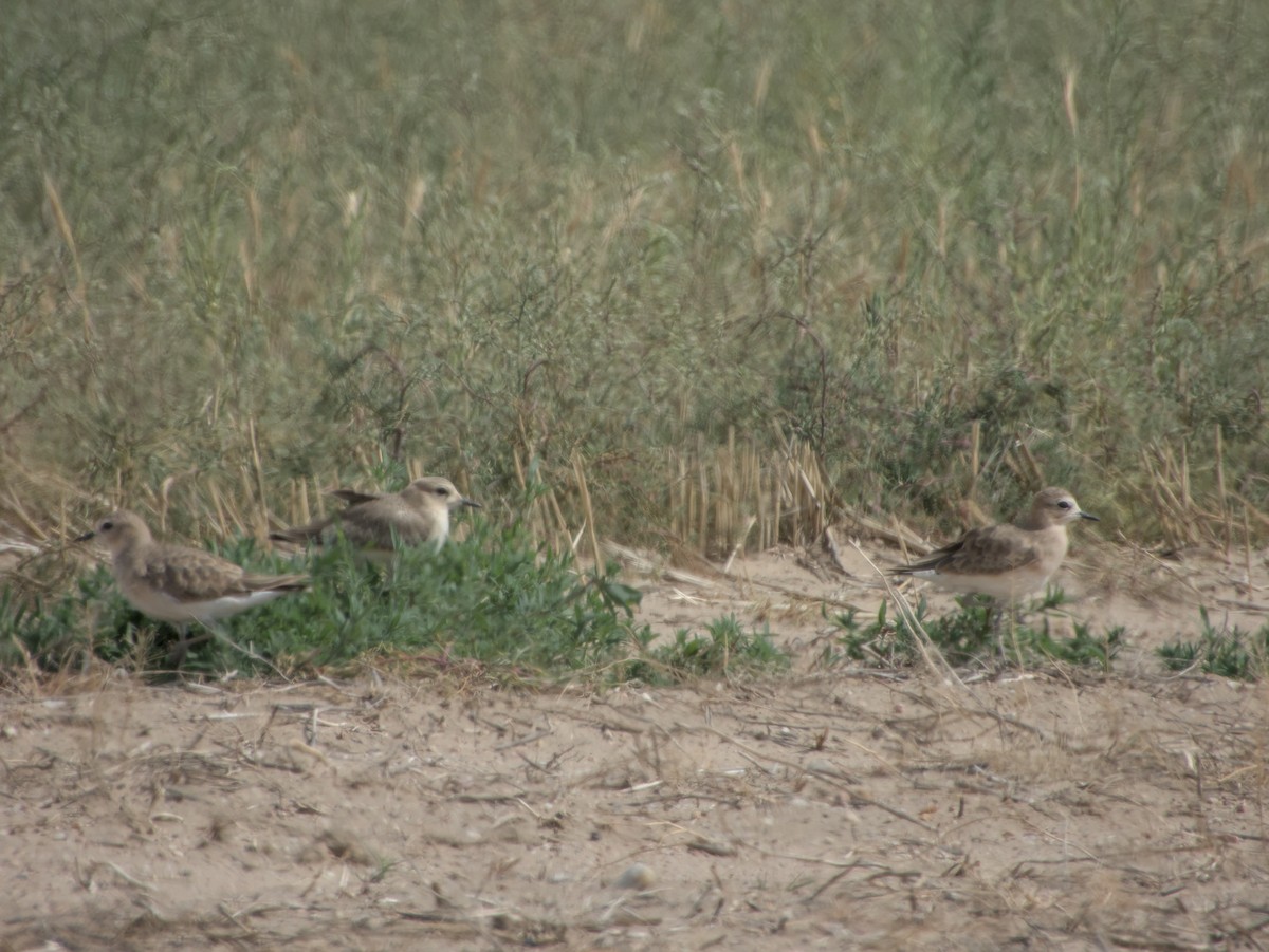 Mountain Plover - ML640541418