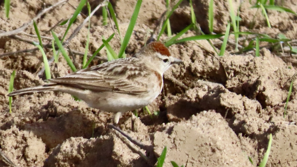 Red-capped Lark - ML640541434
