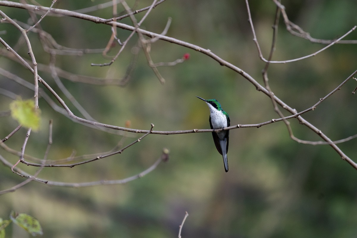 Black-eared Fairy - ML640541443