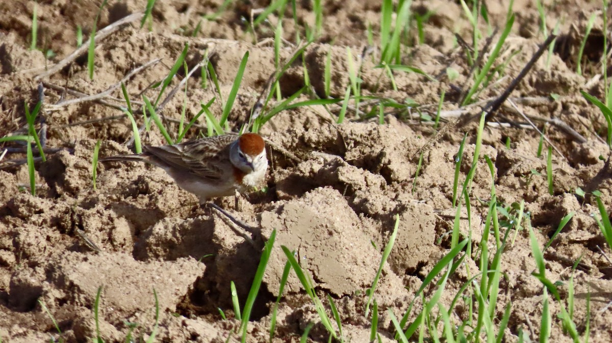 Red-capped Lark - ML640541444