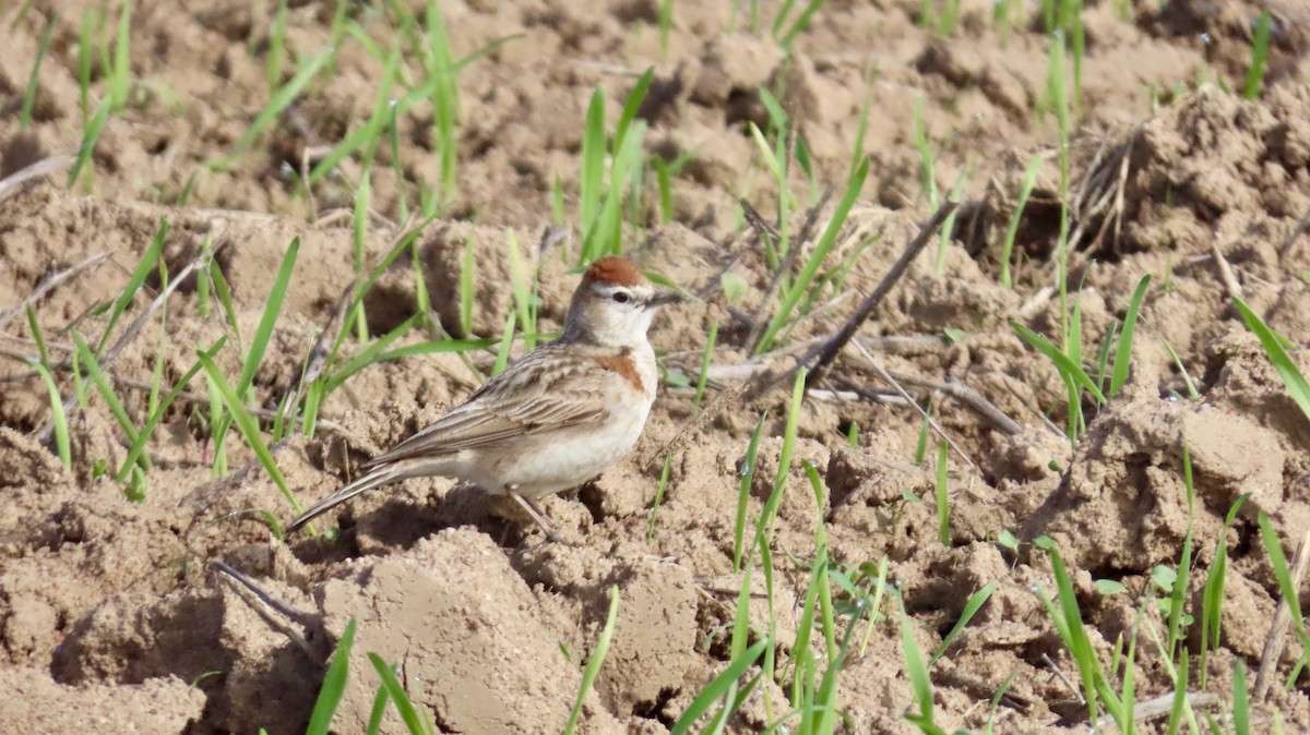 Red-capped Lark - ML640541452
