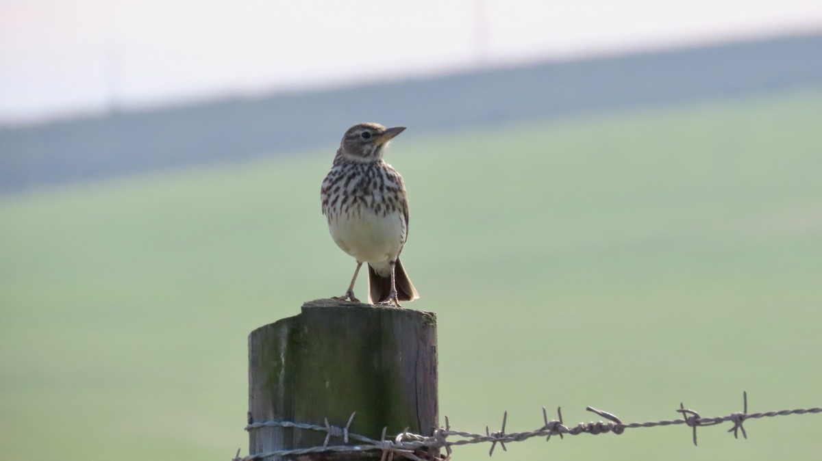 Large-billed Lark - ML640541453