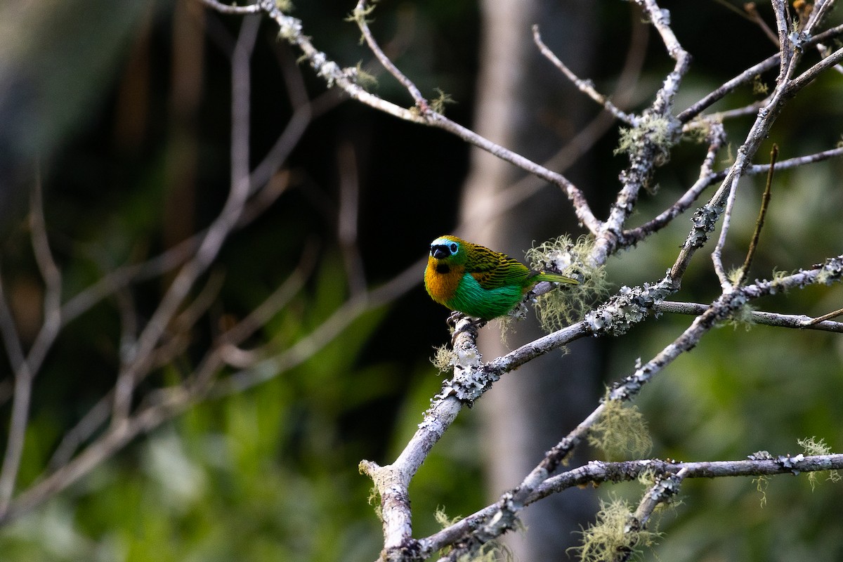 Brassy-breasted Tanager - ML640541454