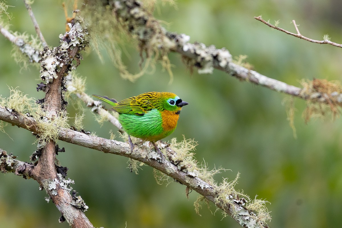 Brassy-breasted Tanager - ML640541455