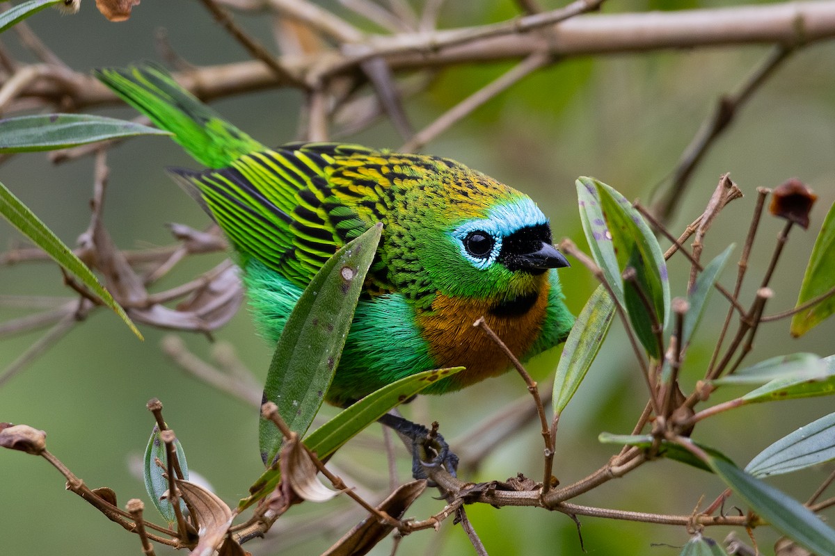 Brassy-breasted Tanager - ML640541456