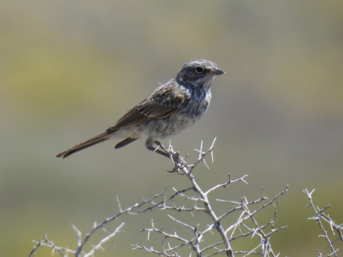 Sagebrush Sparrow - ML640541460