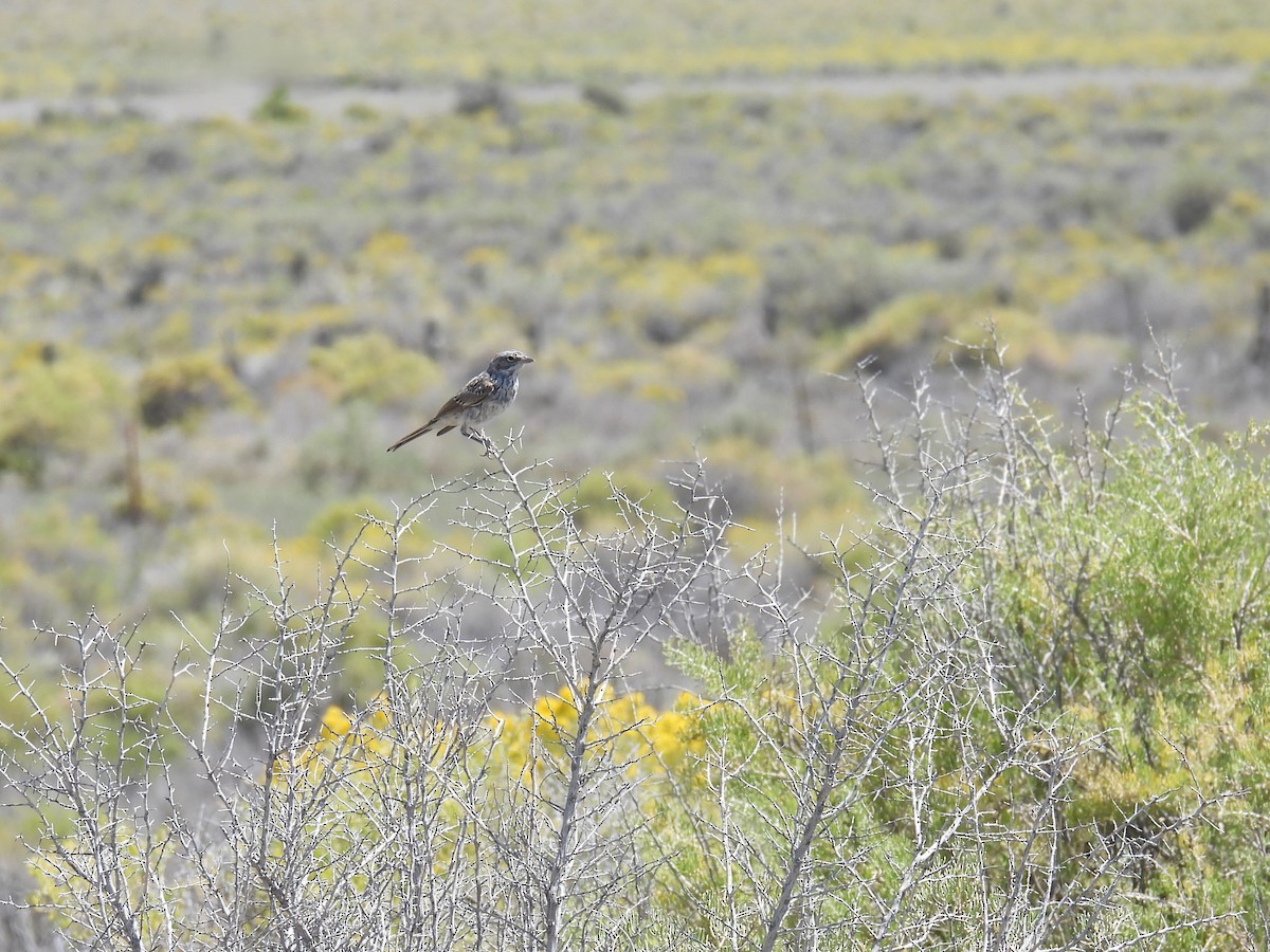 Sagebrush Sparrow - ML640541461