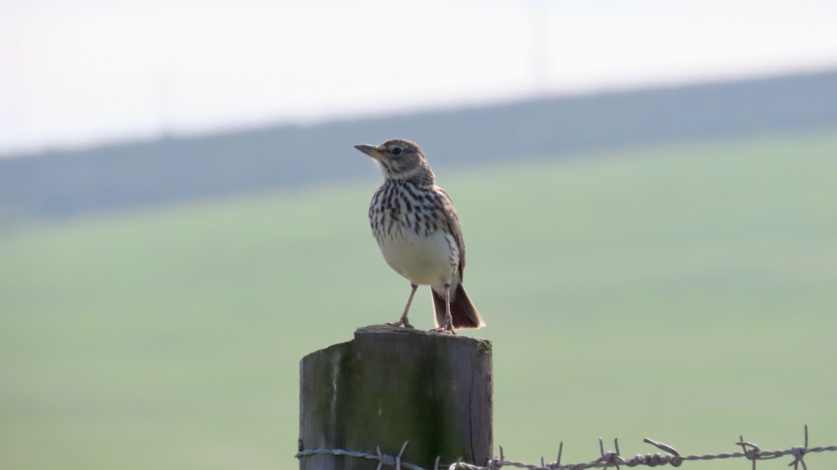 Large-billed Lark - ML640541464