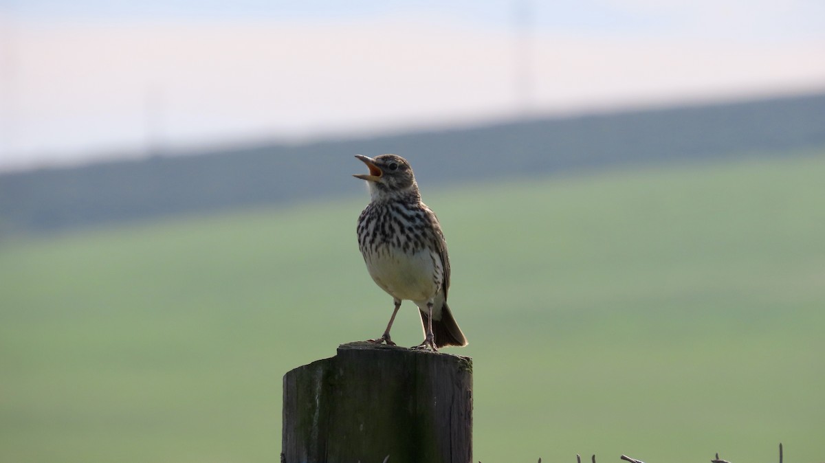 Large-billed Lark - ML640541467