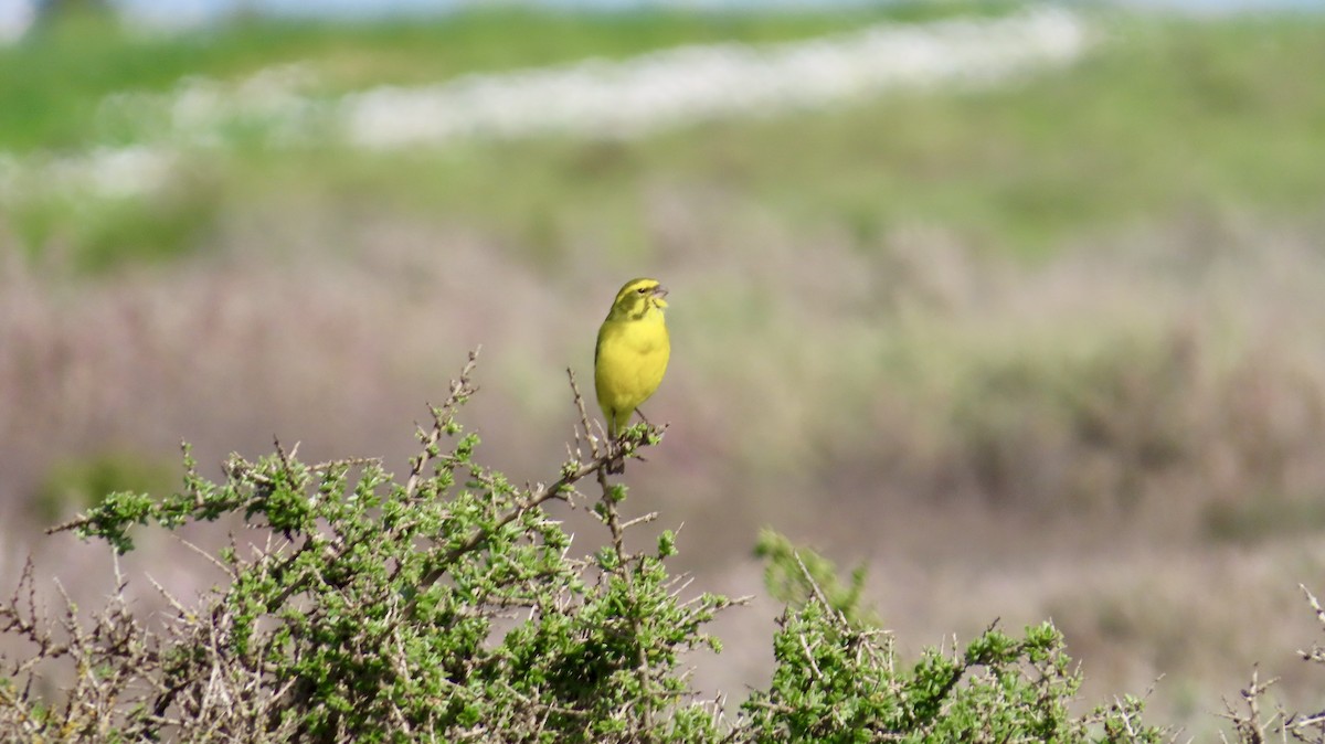 Yellow Canary - ML640541511