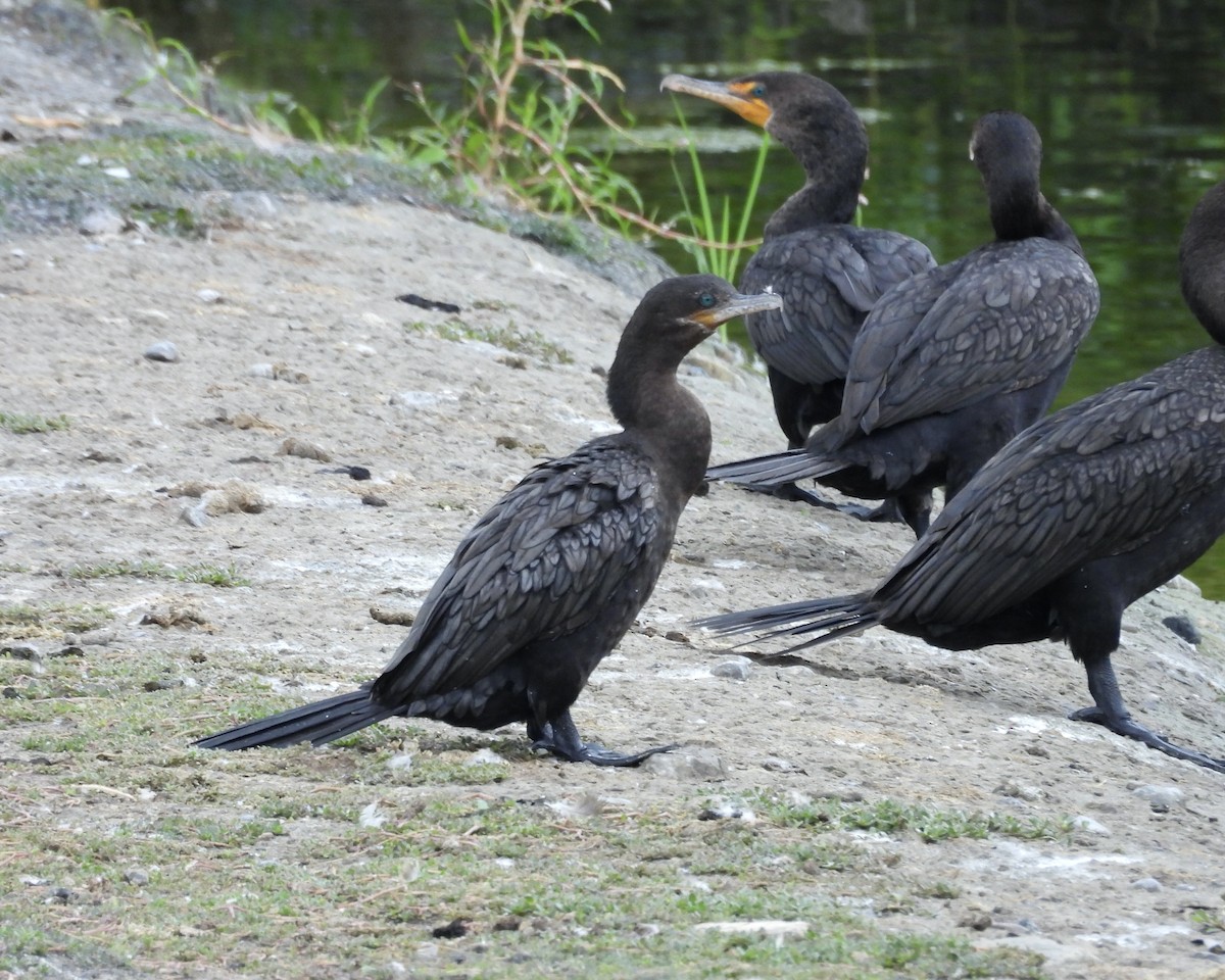Cormoran vigua - ML640541538