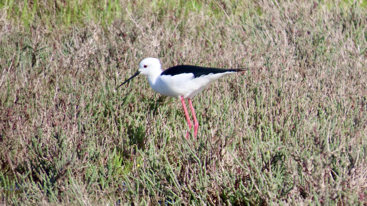 Black-winged Stilt - ML640541550