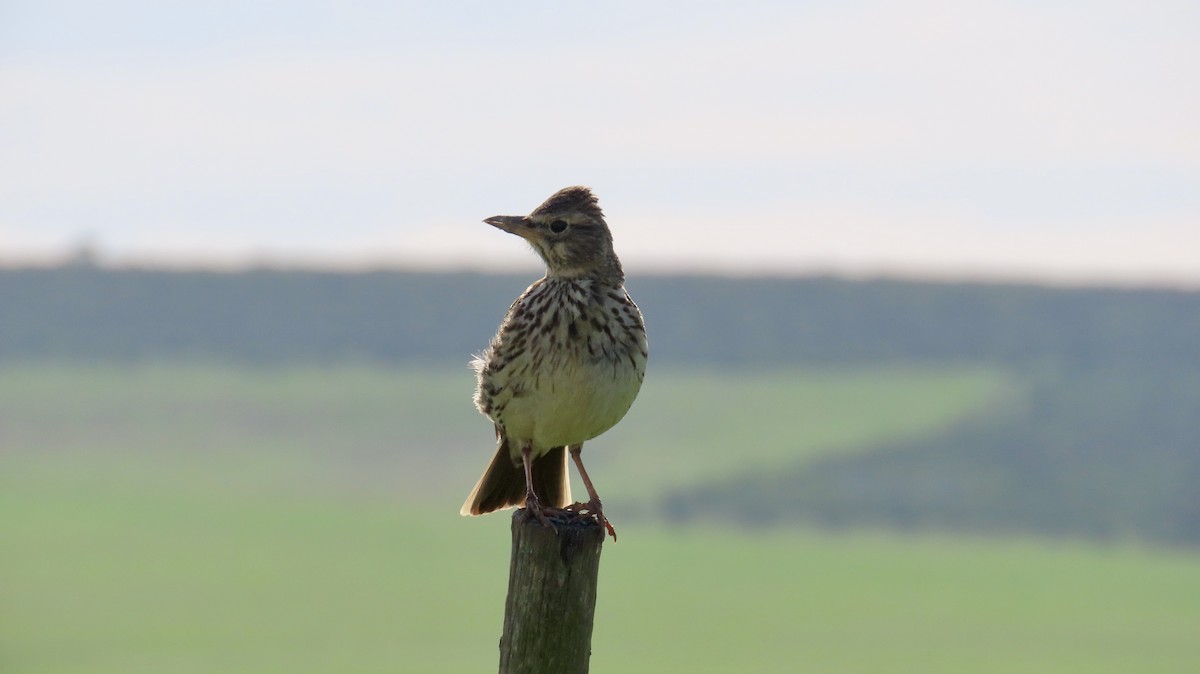 Large-billed Lark - ML640541584
