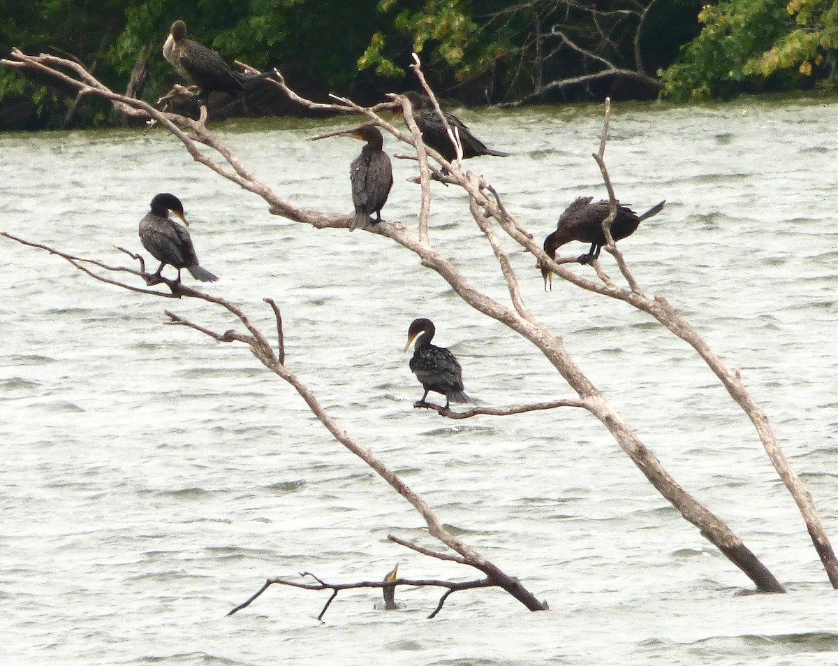 Double-crested Cormorant - ML640541600