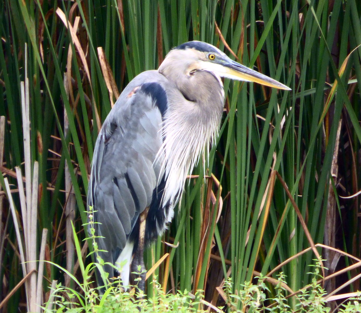 Great Blue Heron - ML640541606