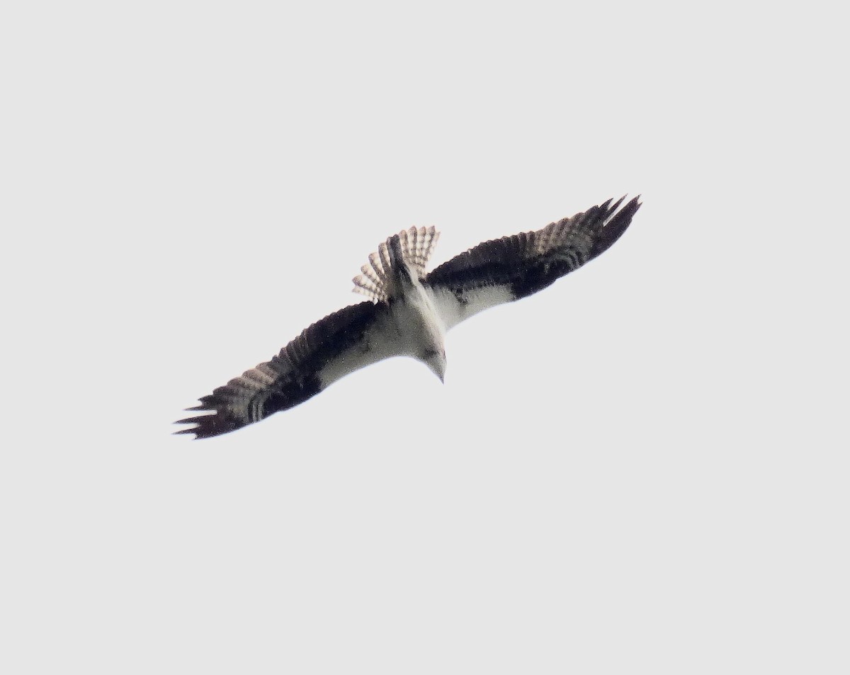 Falco pescatore - ML640541622