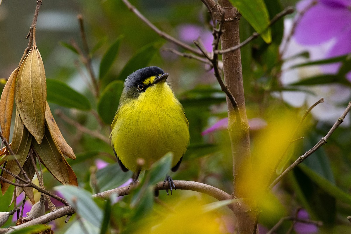 Gray-headed Tody-Flycatcher - ML640541637