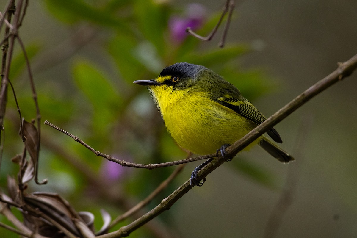 Gray-headed Tody-Flycatcher - ML640541638
