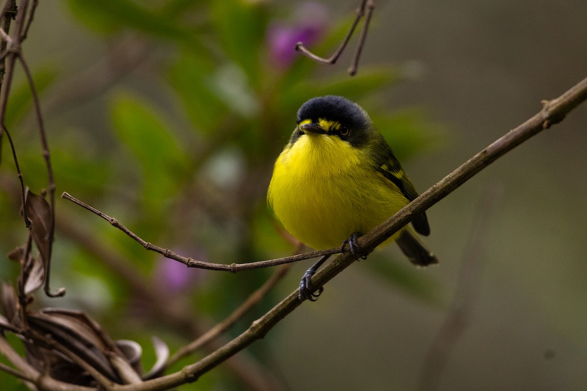 Gray-headed Tody-Flycatcher - ML640541641