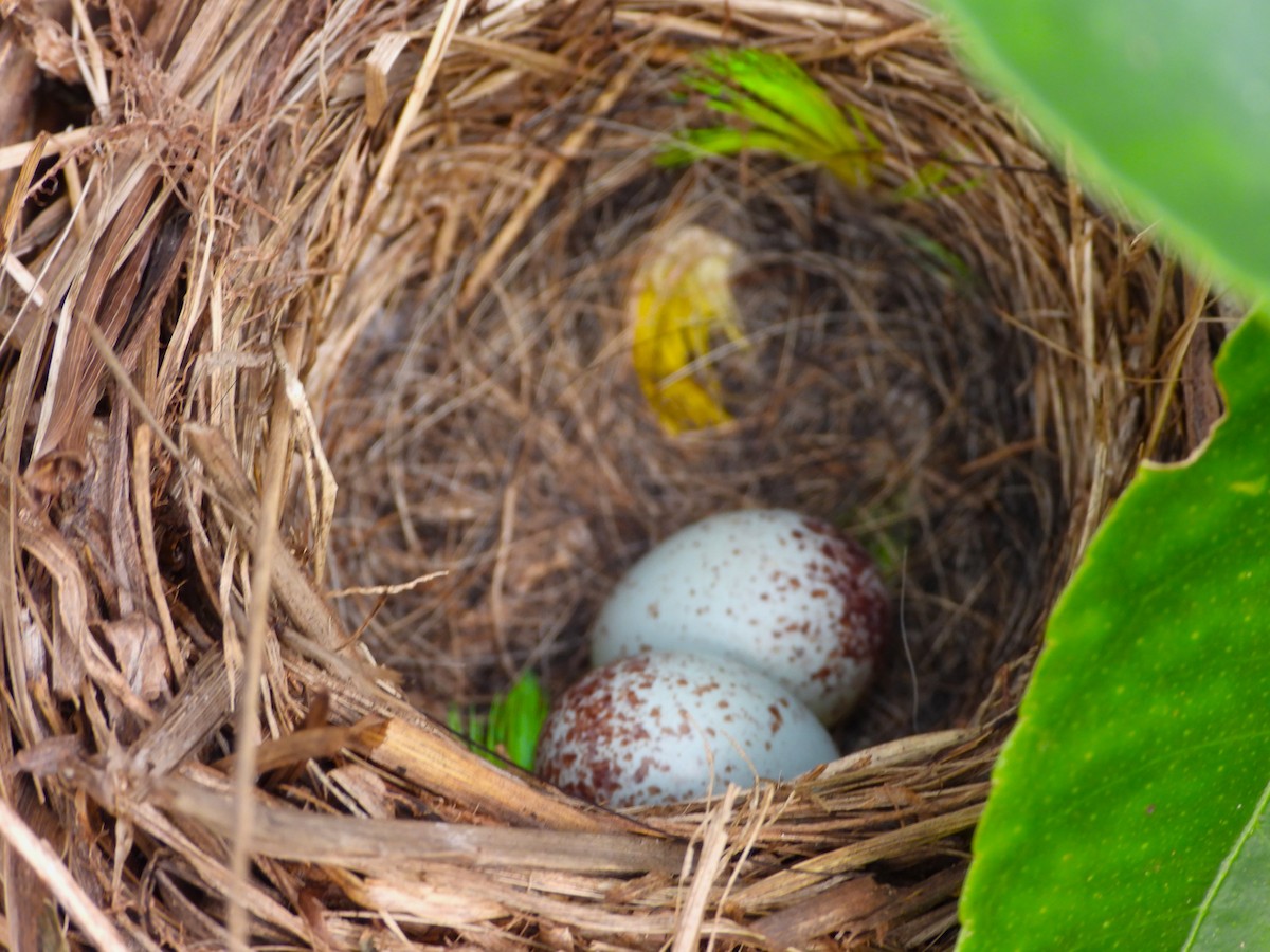 Black-faced Grassquit - ML640541664