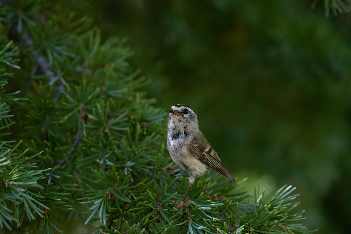 Golden-crowned Kinglet - ML640541687