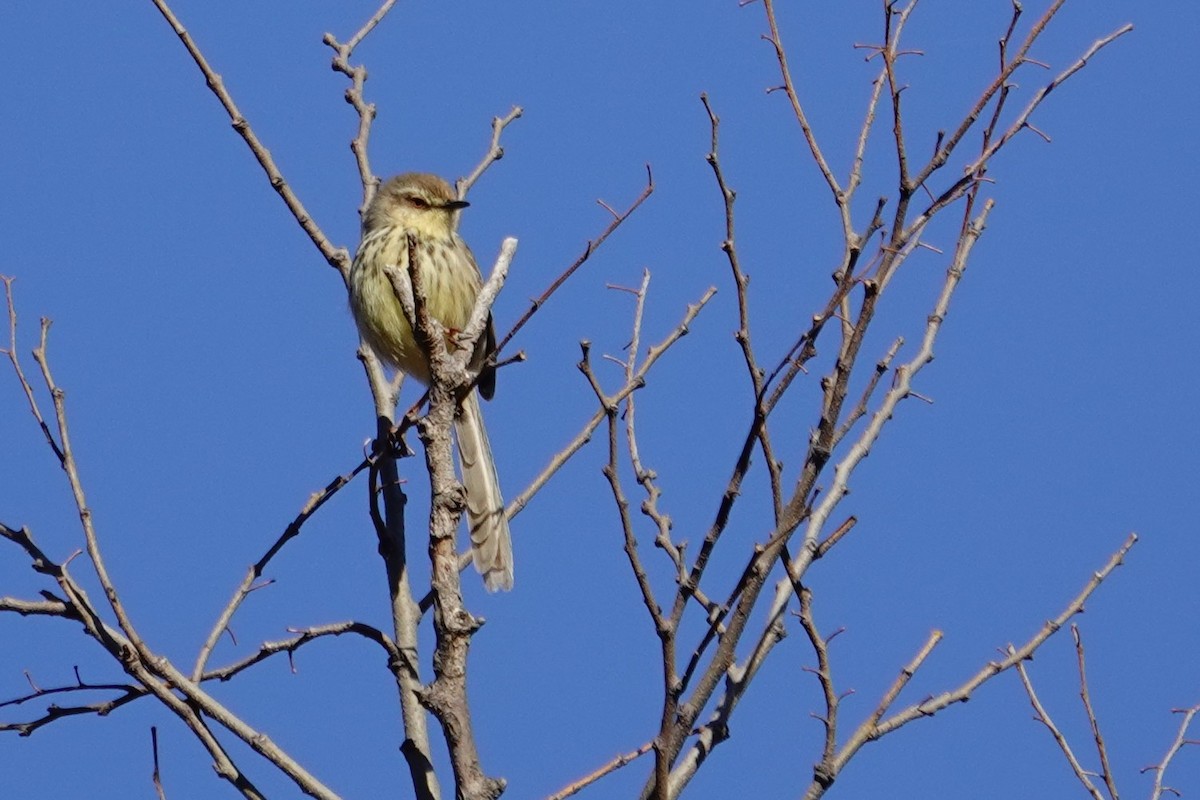 Drakensberg Prinia - ML640541691
