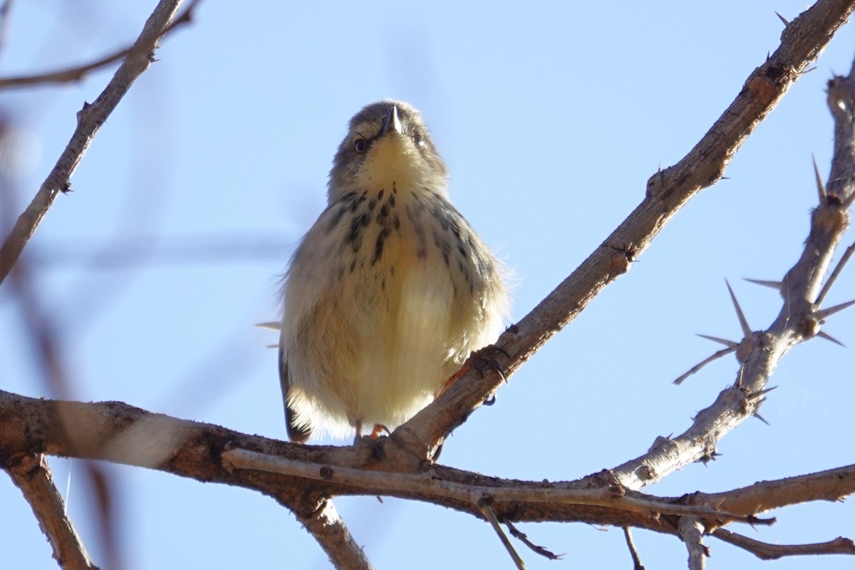 Drakensberg Prinia - ML640541692