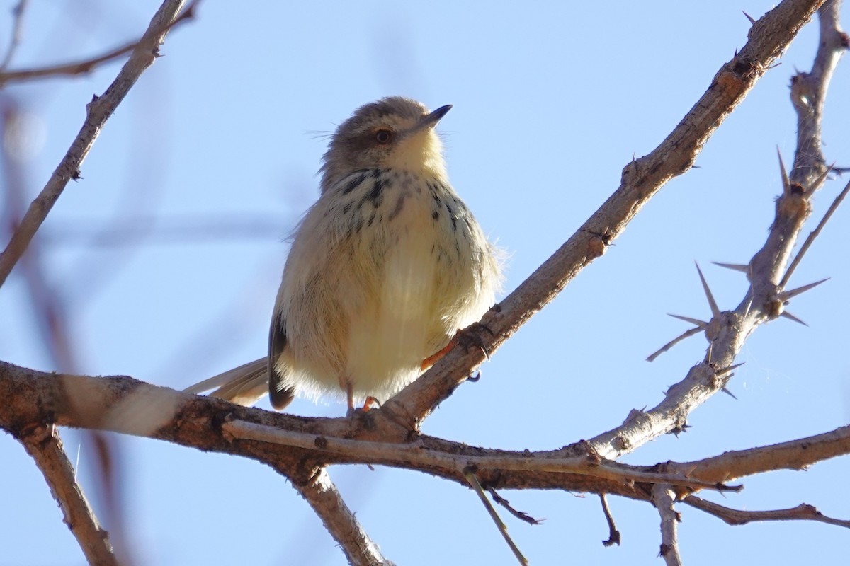 Drakensberg Prinia - ML640541694