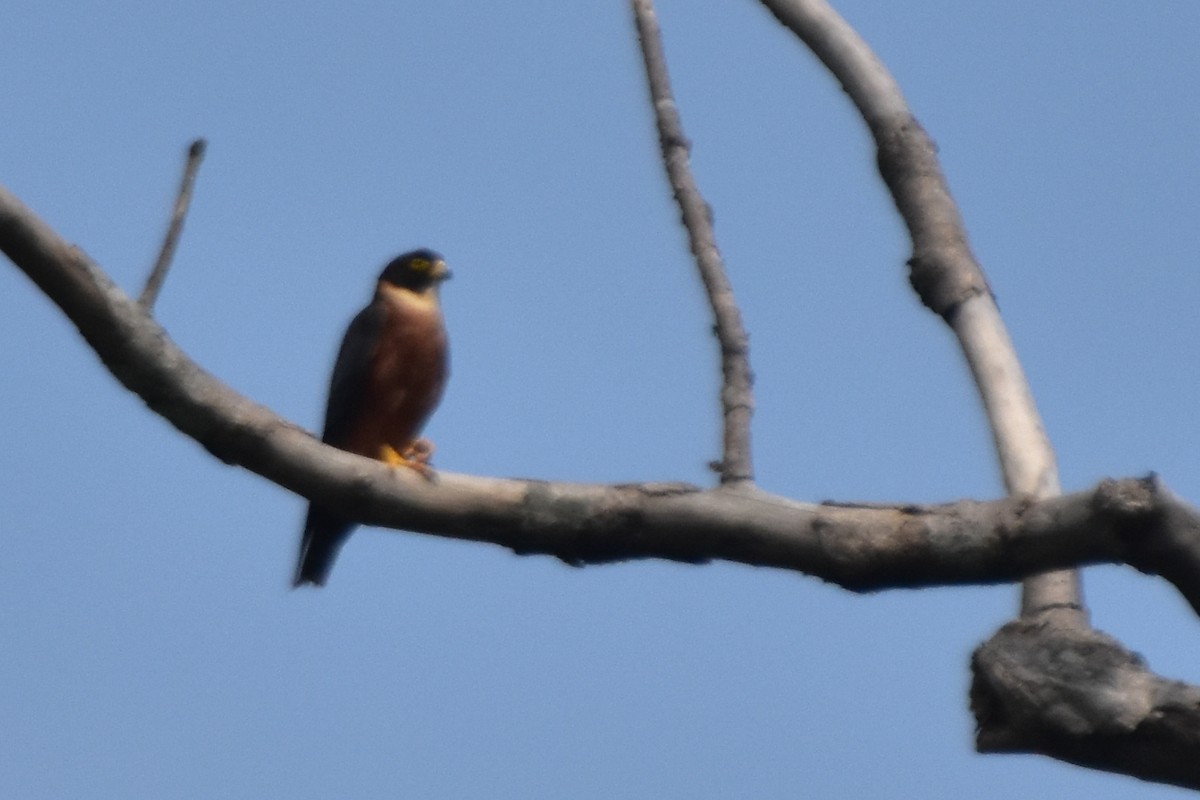 Oriental Hobby - ML640541815