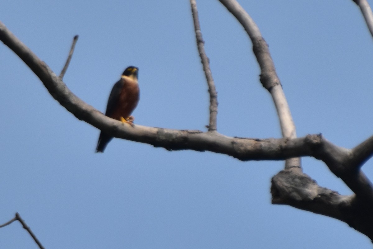 Oriental Hobby - ML640541817
