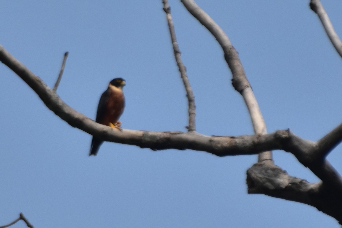 Oriental Hobby - ML640541818