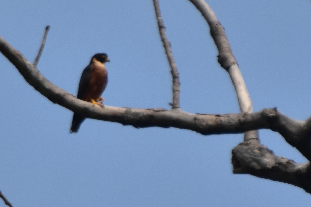 Oriental Hobby - ML640541819