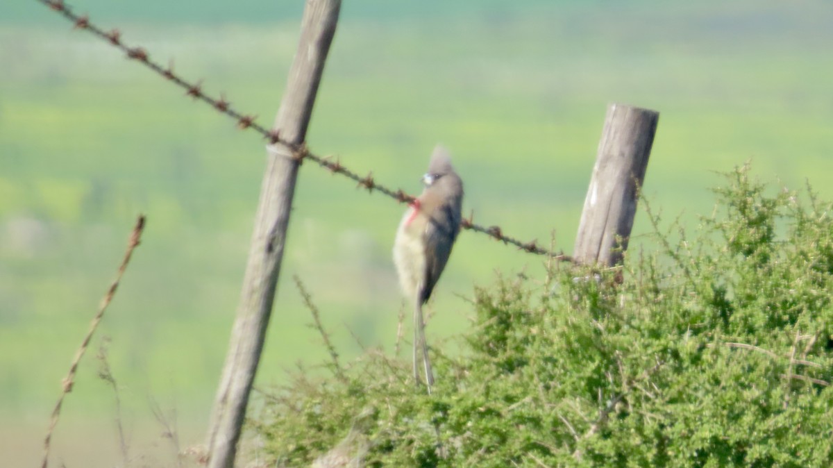 White-backed Mousebird - ML640541824