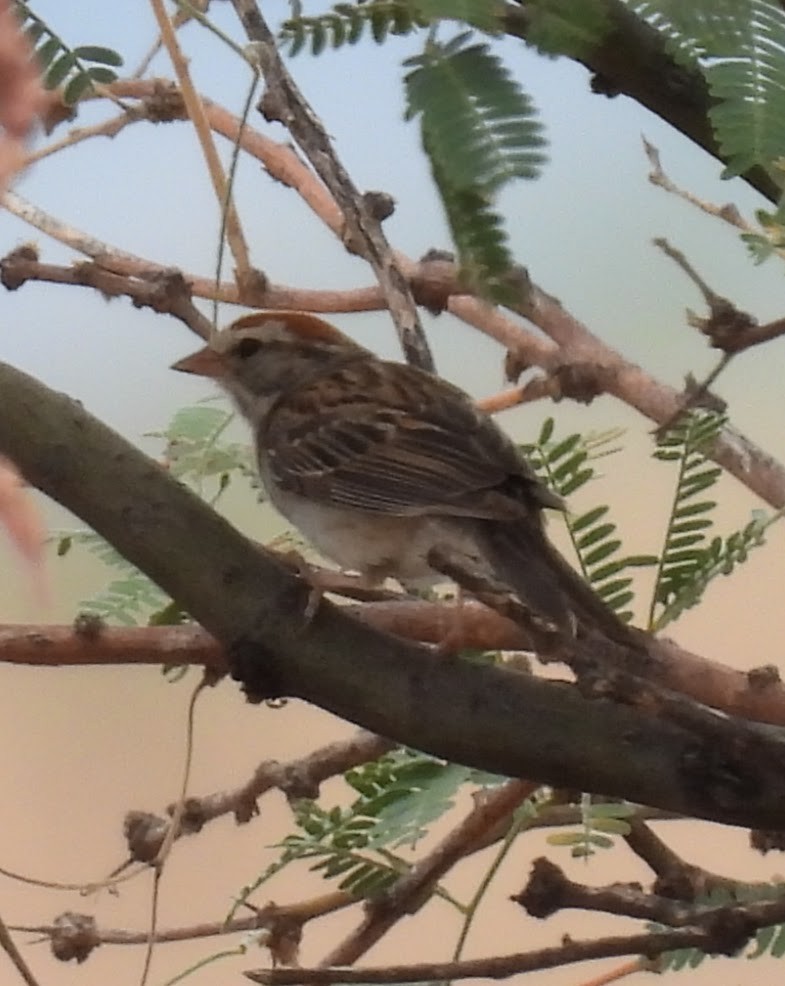 Chipping Sparrow - ML640541867