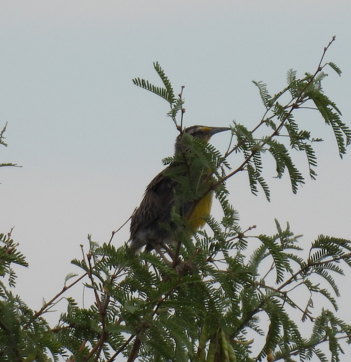 Chihuahuan Meadowlark - ML640541888