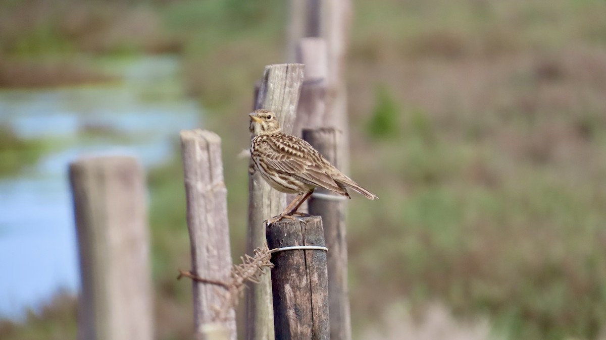 Large-billed Lark - ML640542152